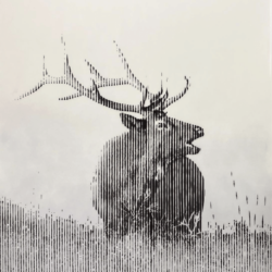7) Bugling Elk - By: Rudi Broschofsky