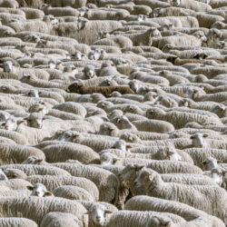 16) Dark Sheep - By: Joyce Ernst
