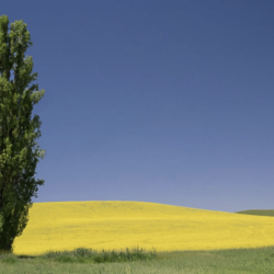 18) Palouse Cypress - By: Marybeth Flower